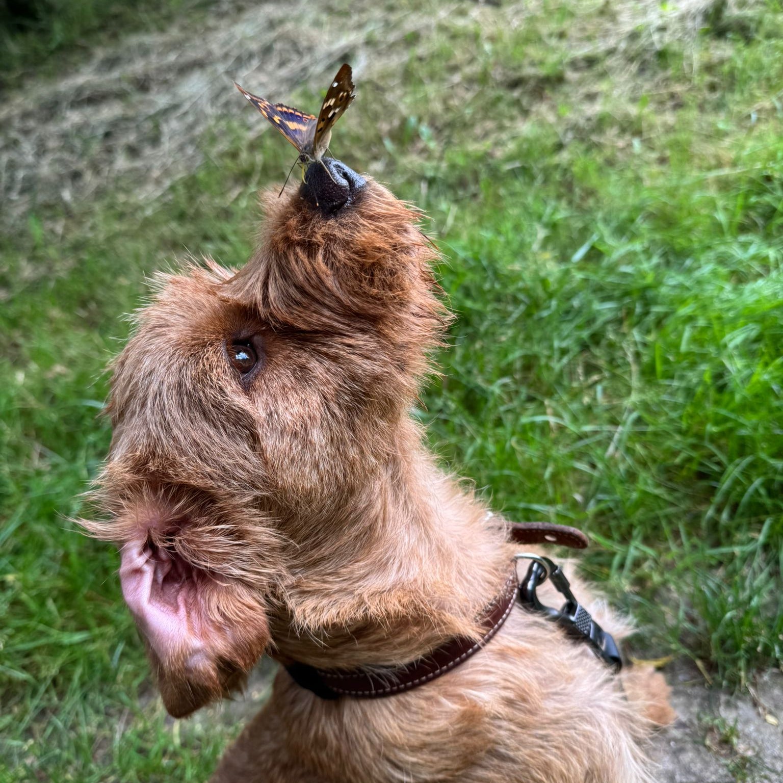 Hundebetreuung Ganztag (one-time)