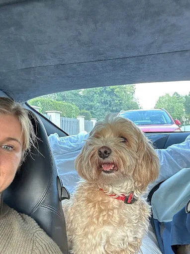 Zufriedener Hund nach liebevoller Hundebetreuung – Kundenfoto